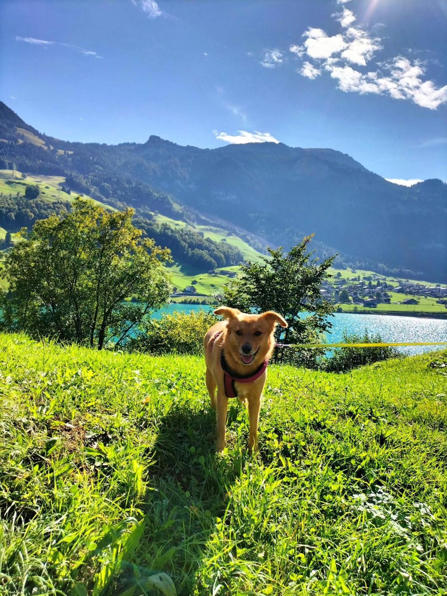 Gemuetliche Fewo Mit Sauna Inmitten Der Berge Meiringen Eksteriør billede